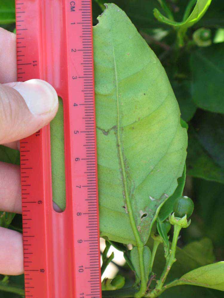              Unifoliolate leaf (Winter Haven, FL)       